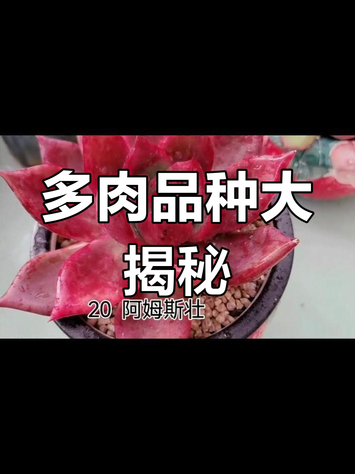 20种多肉植物图鉴,哪个最让你心动?