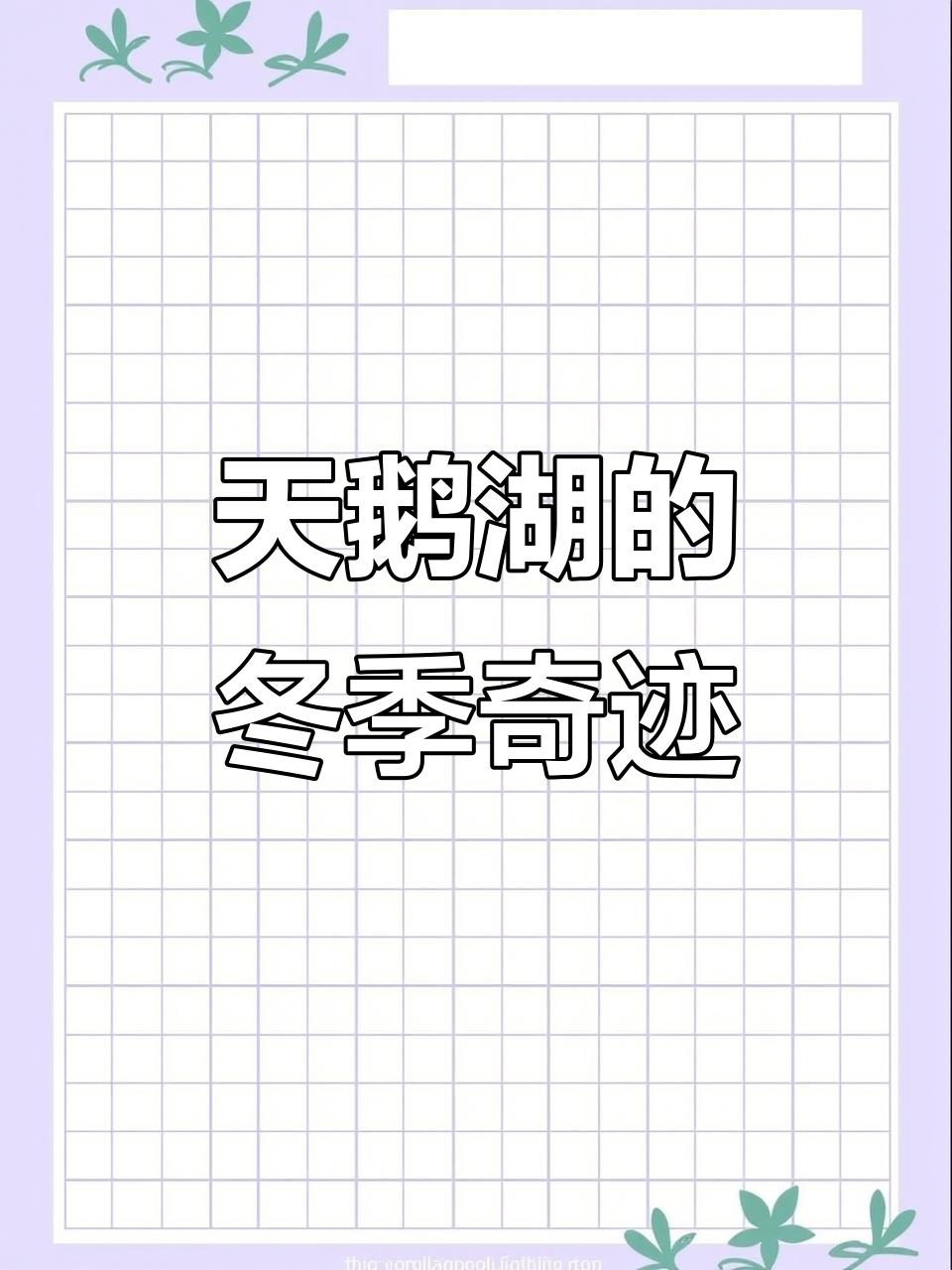 12月19日冬日天鹅湖,薄冰映阳游客陶醉自然奇观