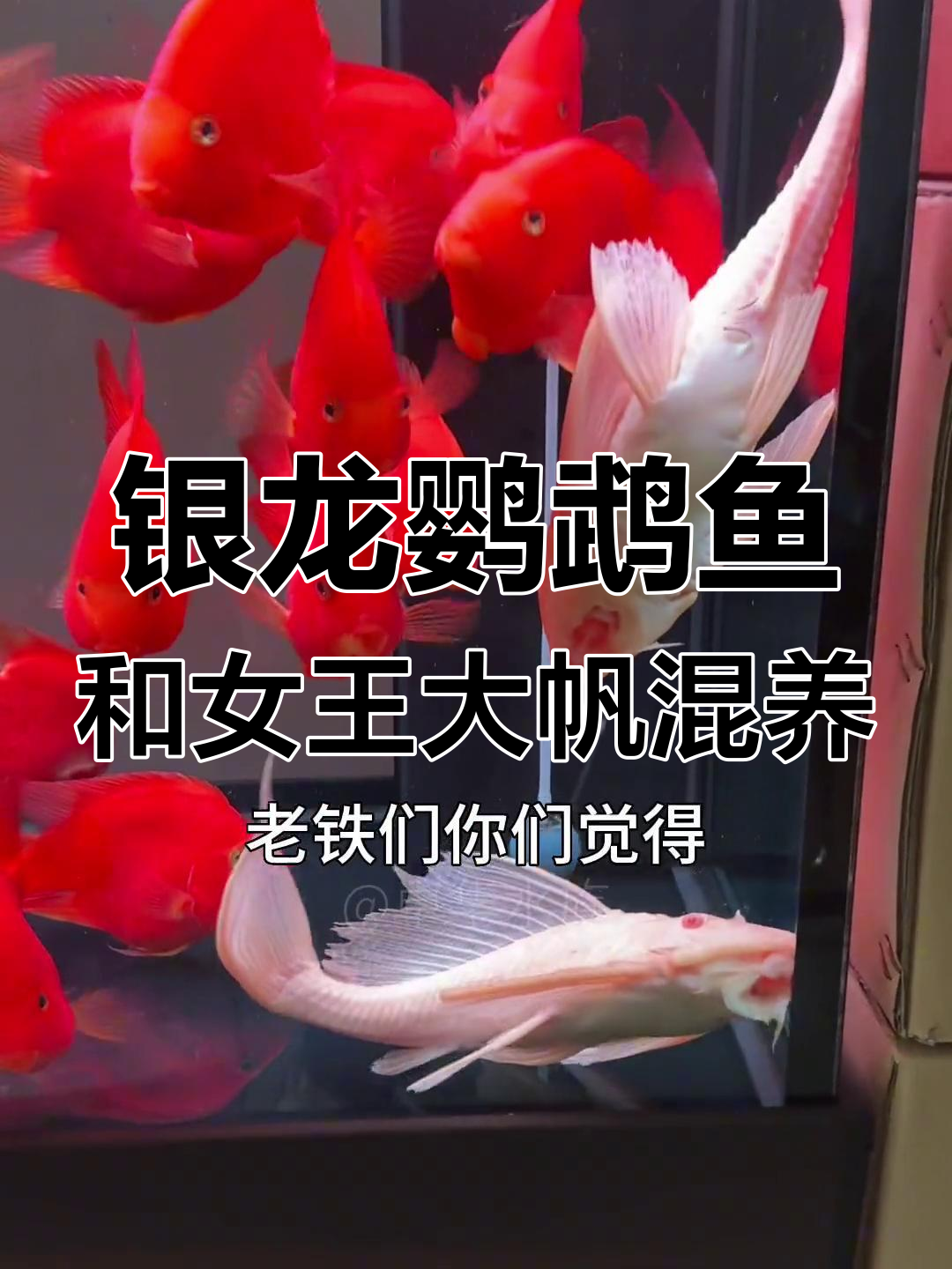 银龙鹦鹉鱼与女王大帆混养,清洁工能否胜任?