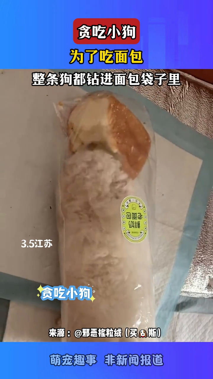 贪吃小狗,为了吃面包,整条狗都钻进面包袋子里