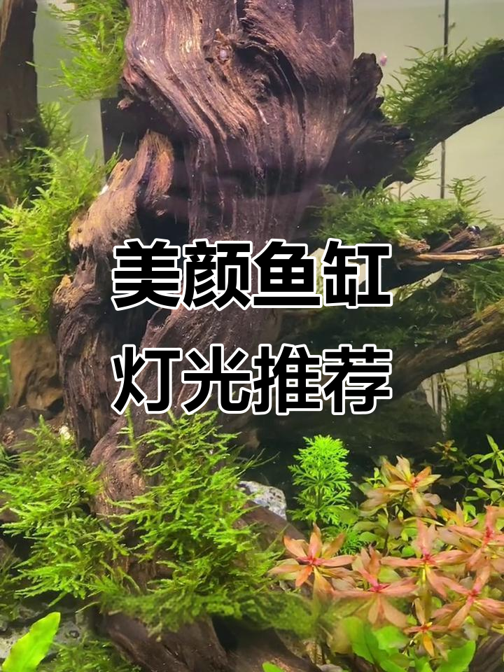 鱼缸灯光如何选择?刀锋S照明灯让鱼儿更美