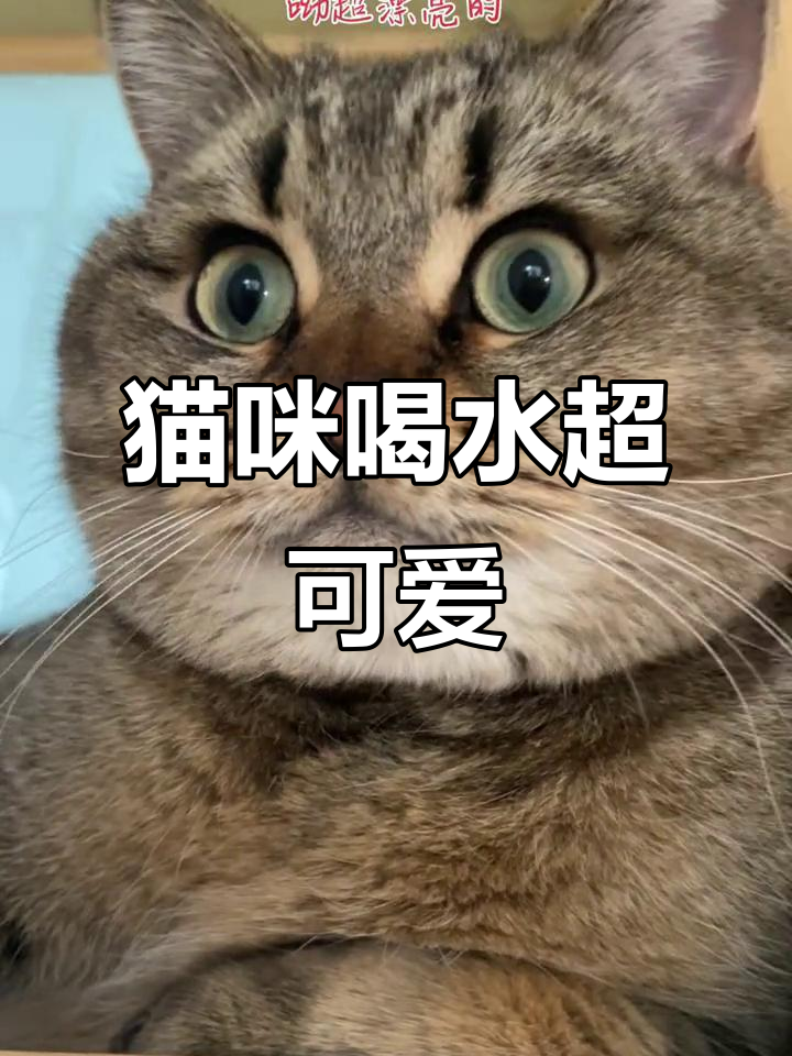 小猫每天喝很多水,呆萌可爱到不行