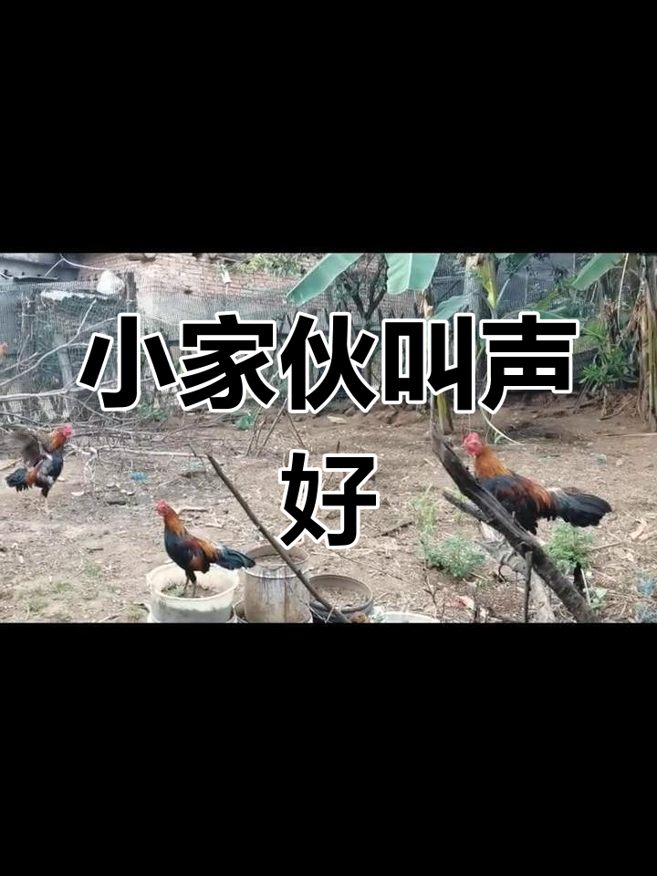 五个月茶花鸡开叫,声音不错