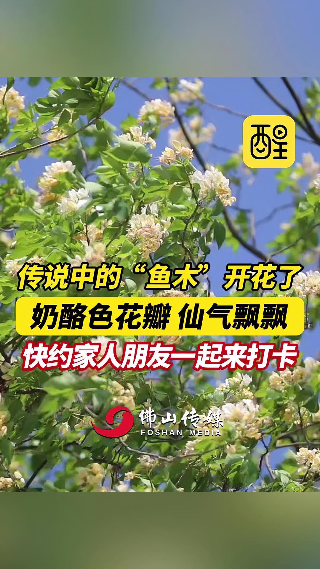传说中的“鱼木”开花了!奶酪色花瓣 仙气飘飘,快约家人朋友一起来打卡(实习编辑:林晓铭;责