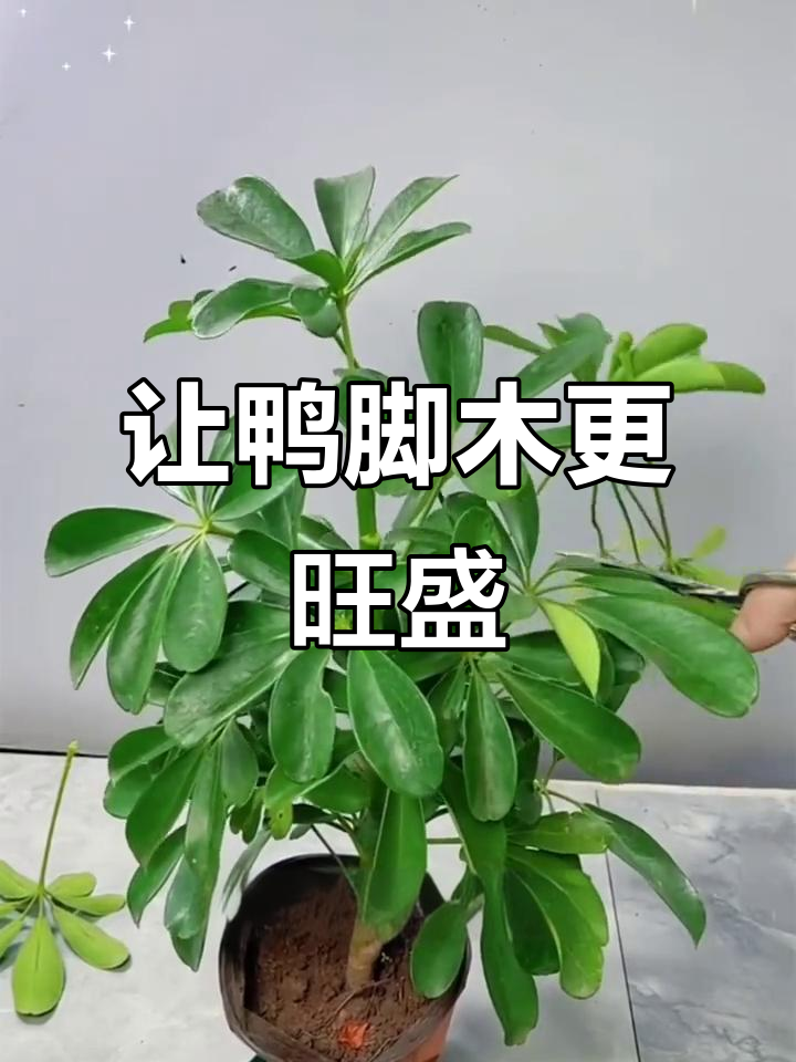 鸭脚木如何打顶修剪,才能枝繁叶茂?
