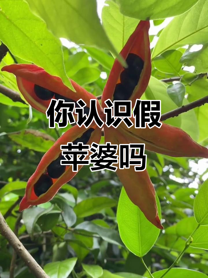 假苹婆：你见过这种鸡冠木吗？