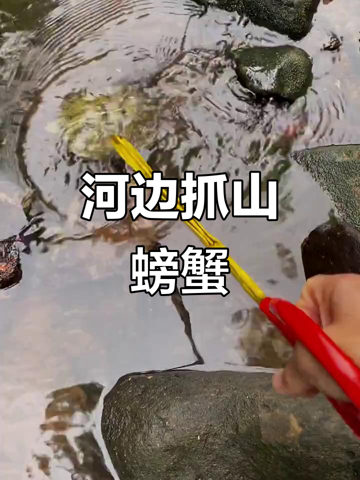 河边抓螃蟹,意外发现紫红胡子鱼和神秘小龙虾
