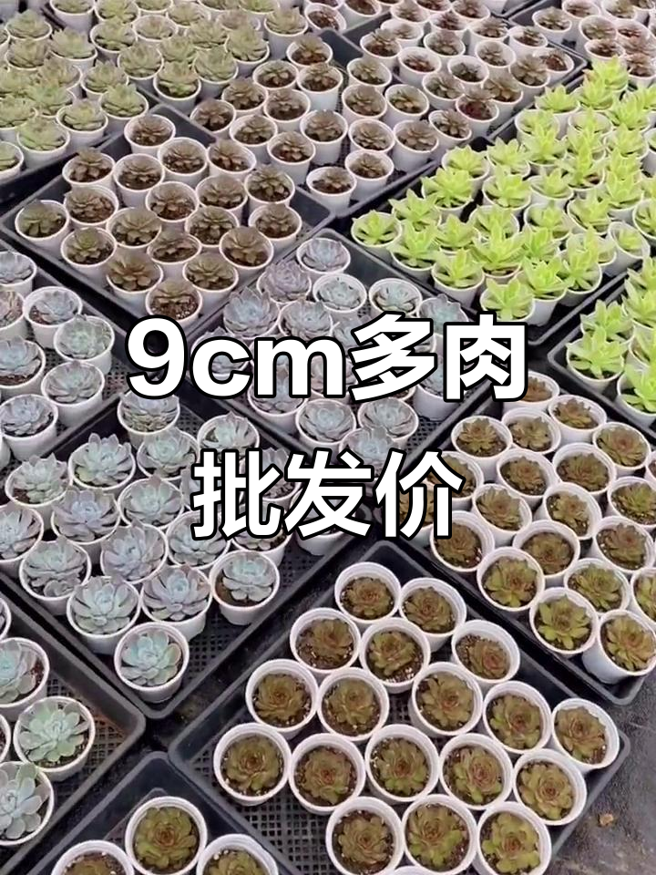 多肉批发价格大揭秘，九厘米白盆只需2.5元！