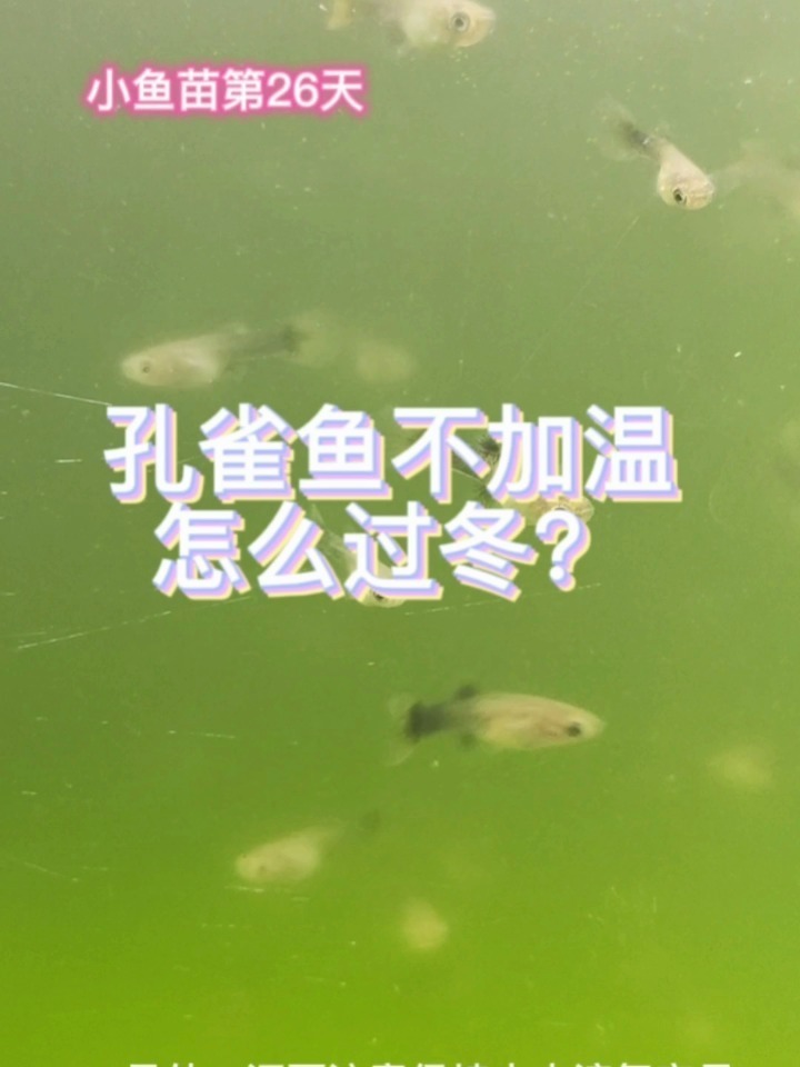 孔雀鱼不加温怎么过冬?