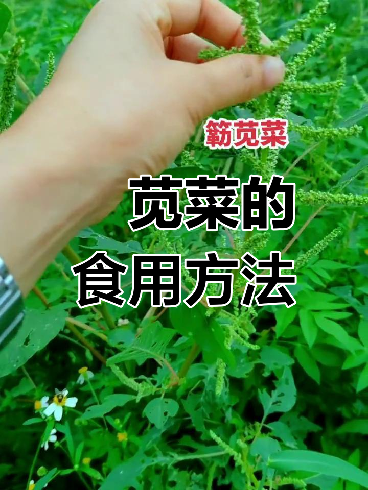 簕苋菜:嫩时做菜,老根煲汤