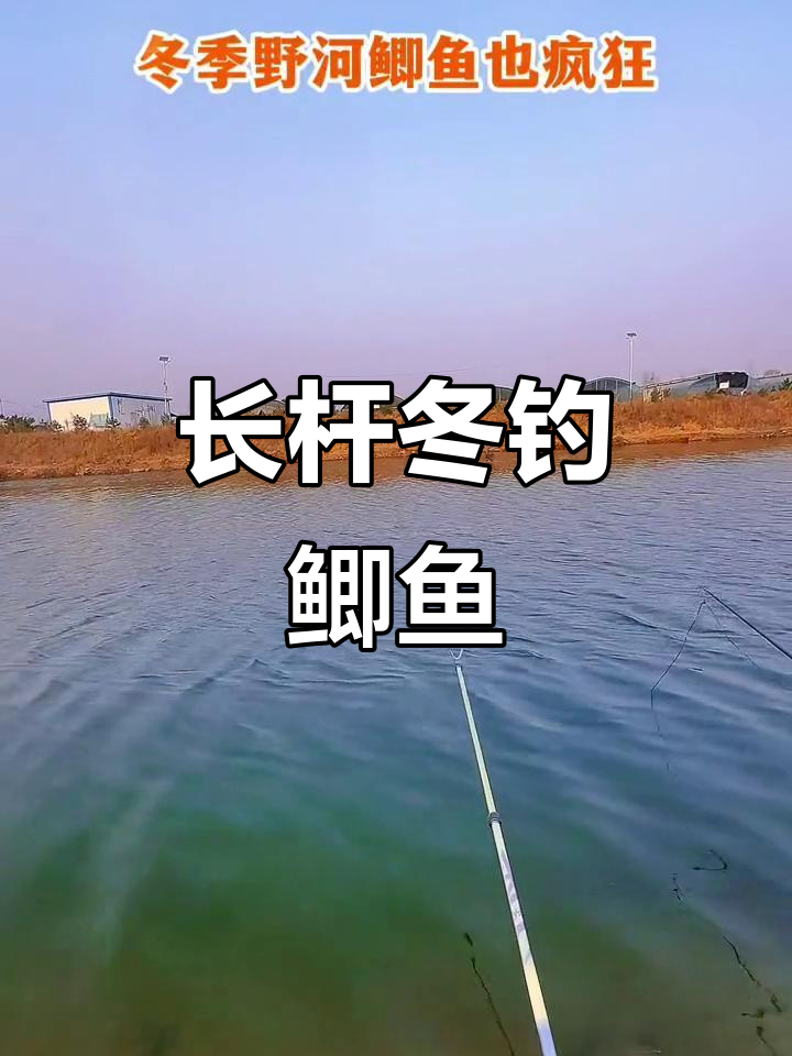 冬季野钓鲫鱼技巧：长竿细线，大味型饵料诱捕双尾