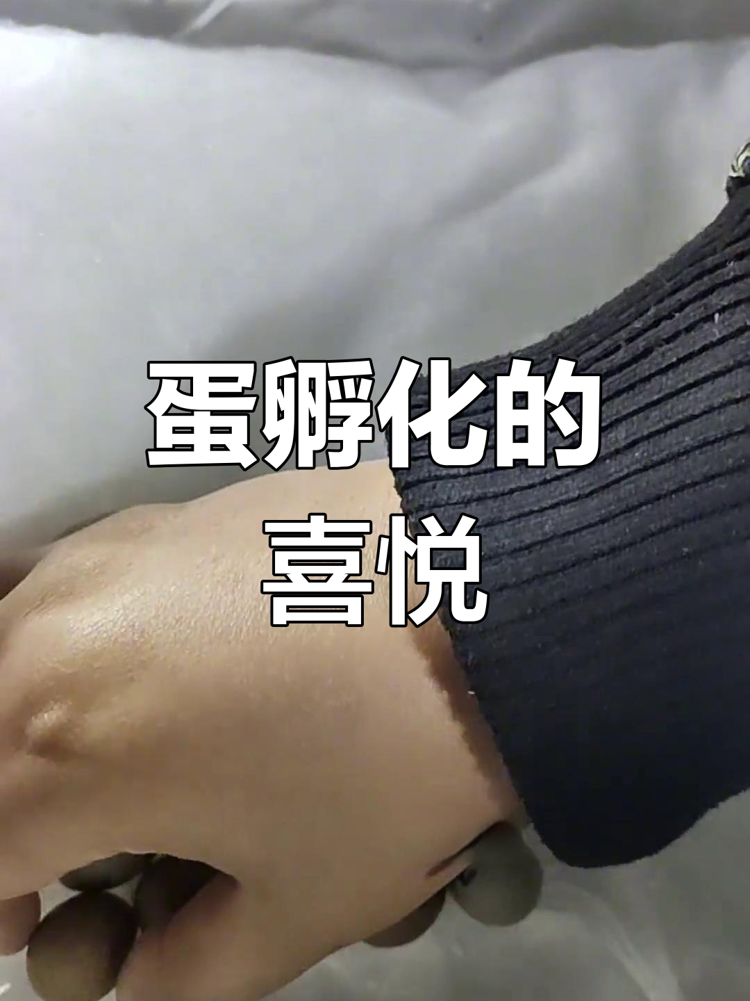 芦丁鸡蛋孵化第十天,即将破壳,期待小生命降临!