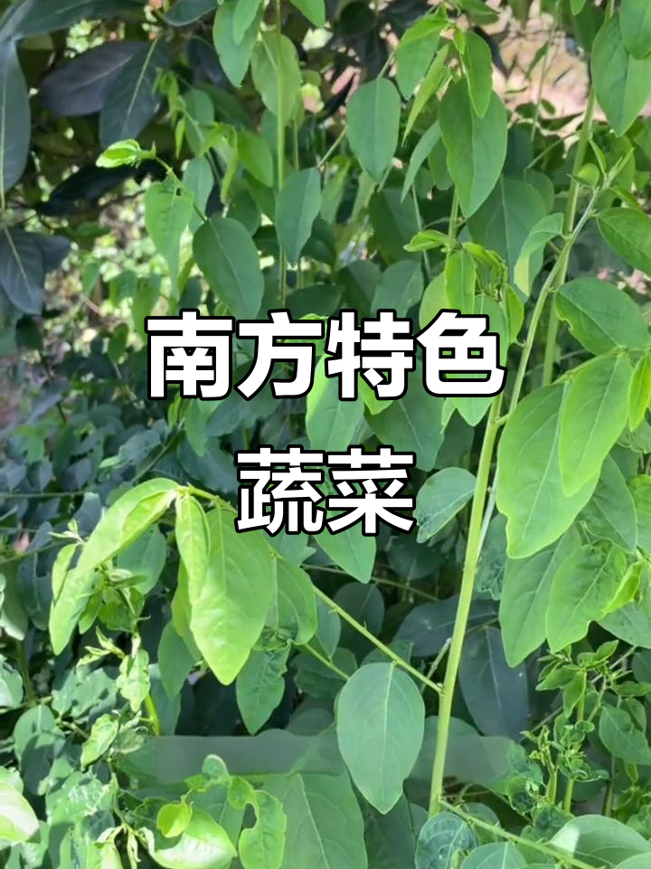 南方独特蔬菜,树仔菜你尝过吗?