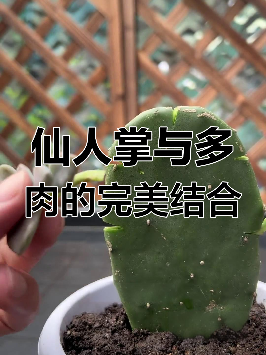 仙人掌嫁接多肉,轻松打造抗病强、美观的盆栽