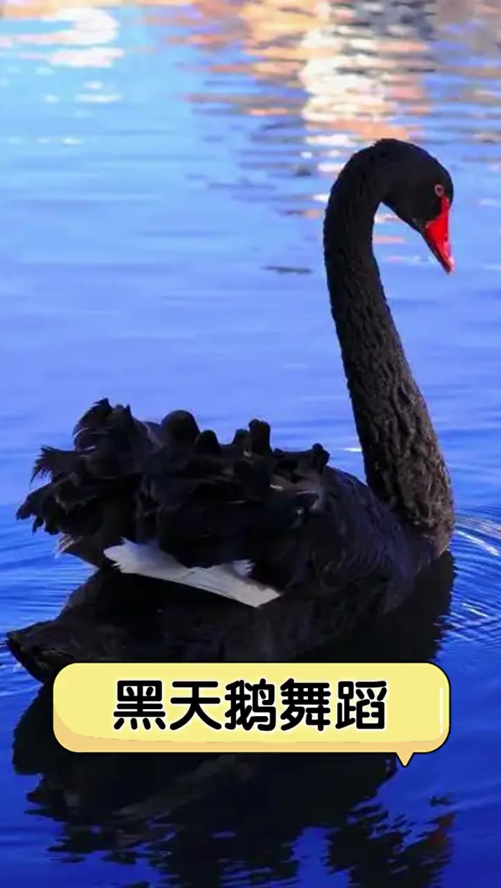 黑天鹅舞蹈