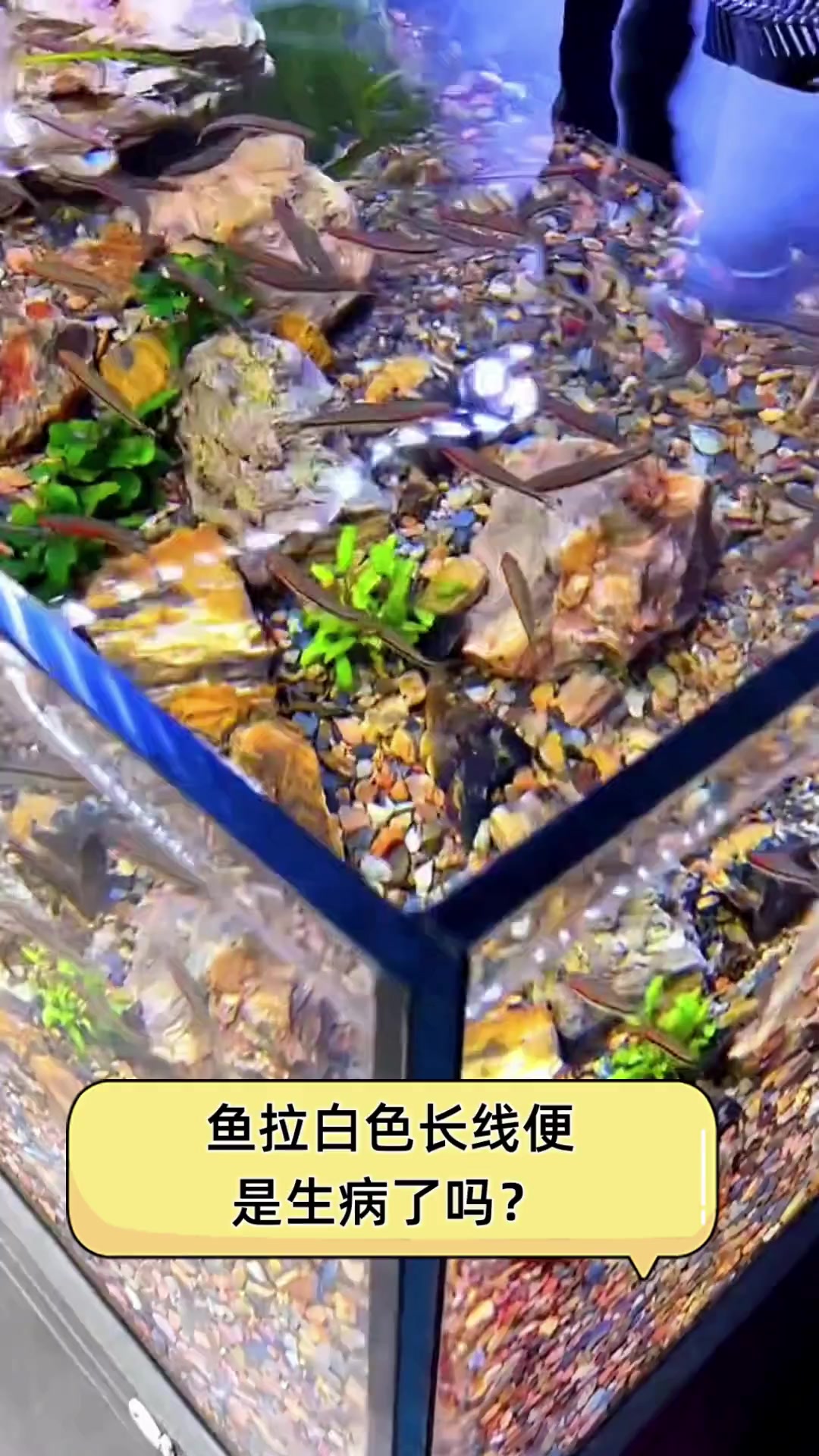 鱼拉白色长线便,是生病了吗?