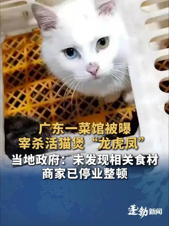 广东一菜馆被曝宰杀活猫煲“龙虎凤”，当地政府：未发现相关食材 商家已停业整顿，呼吁伴侣动物