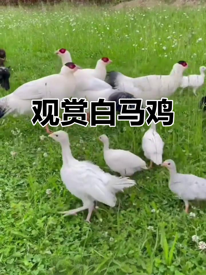 白马鸡：藏马鸡的美丽与群居生活
