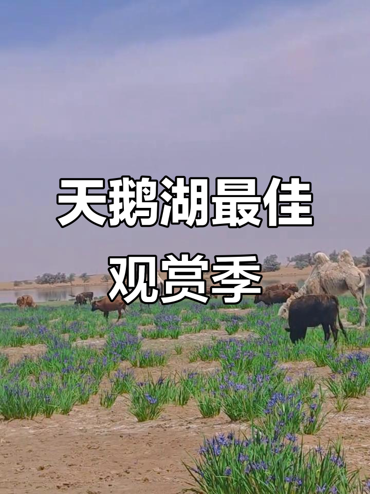 天鹅湖美景如画,正是拍照打卡的最佳时机!