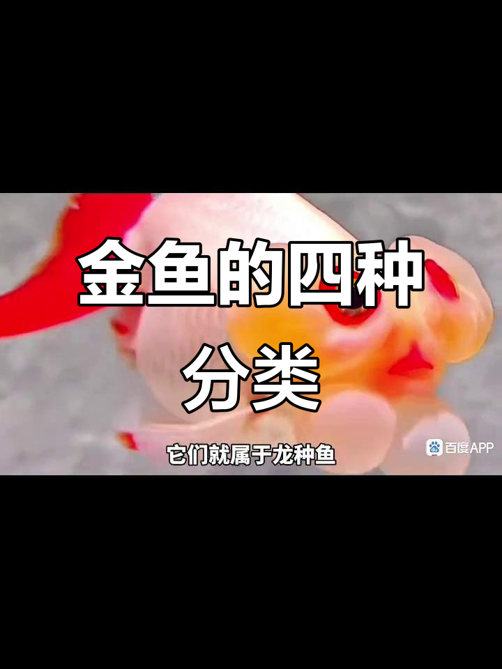 金鱼四大品种揭秘:草种、龙种、纹种与蛋种的独特特征