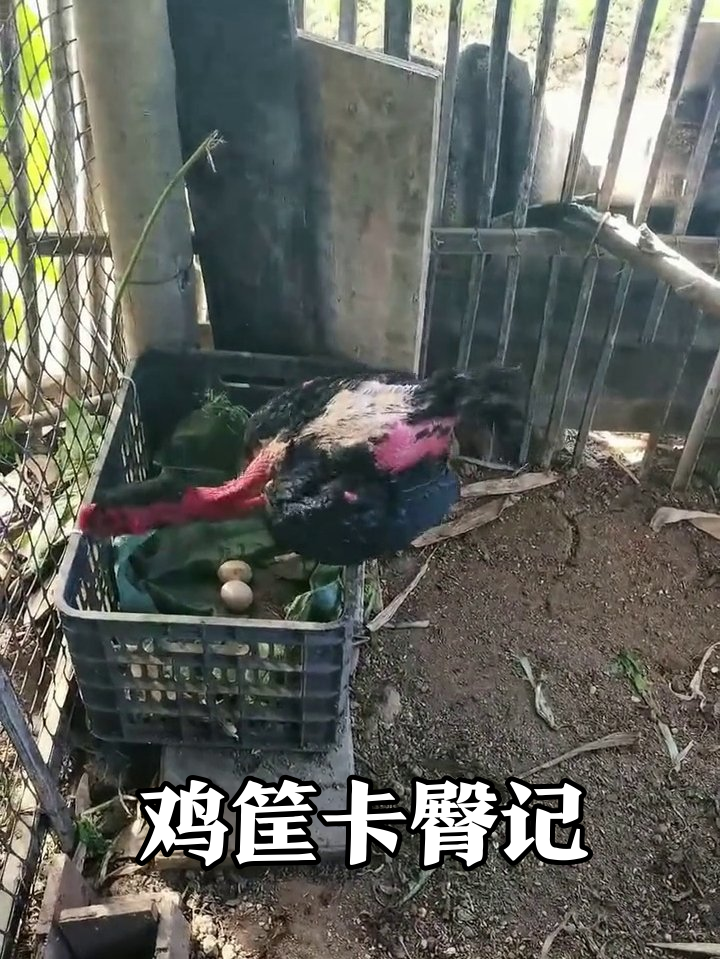 秃毛鸡为抢蛋筐卡屁股，同伴淡定围观笑翻