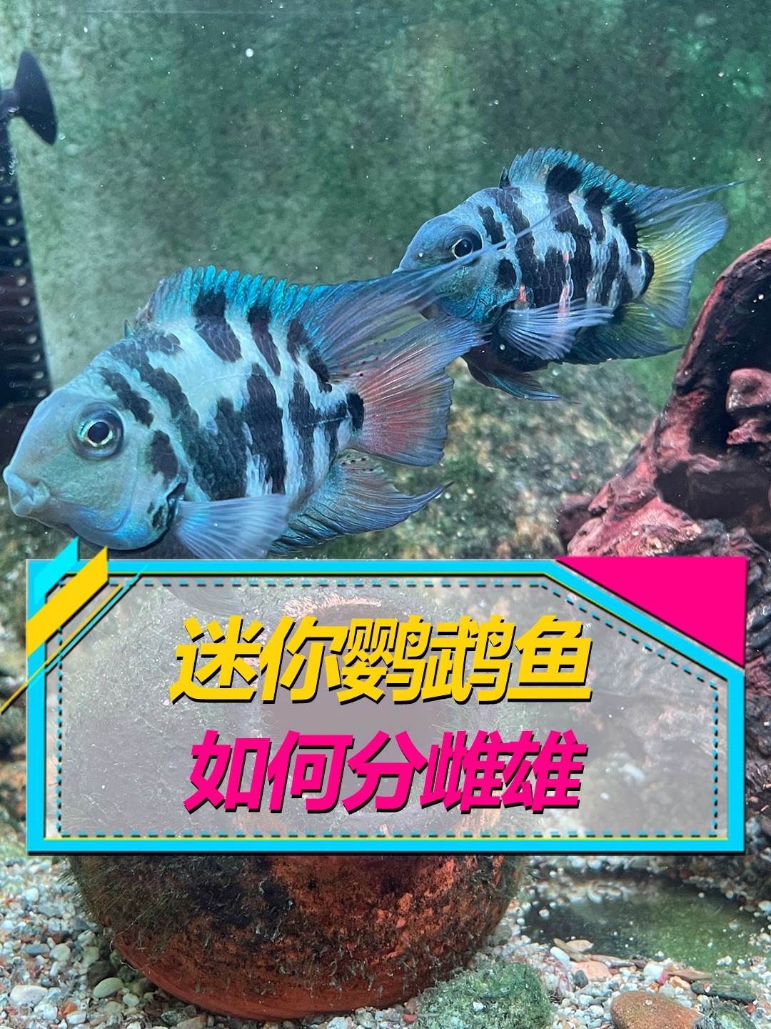 迷你鹦鹉鱼如何分公母,辨别雌雄