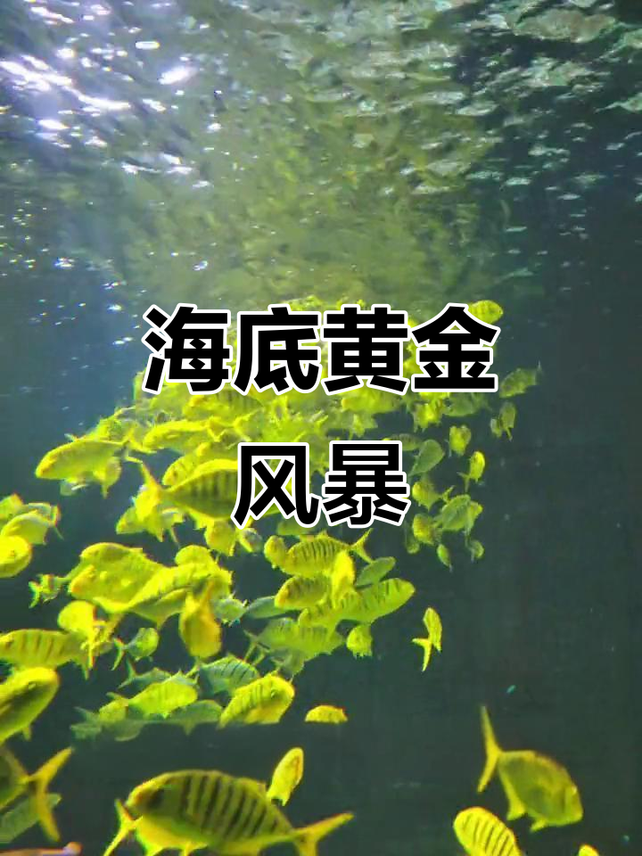海底黄金风暴,大鱼追赶鲹群,震撼场面等你揭秘!
