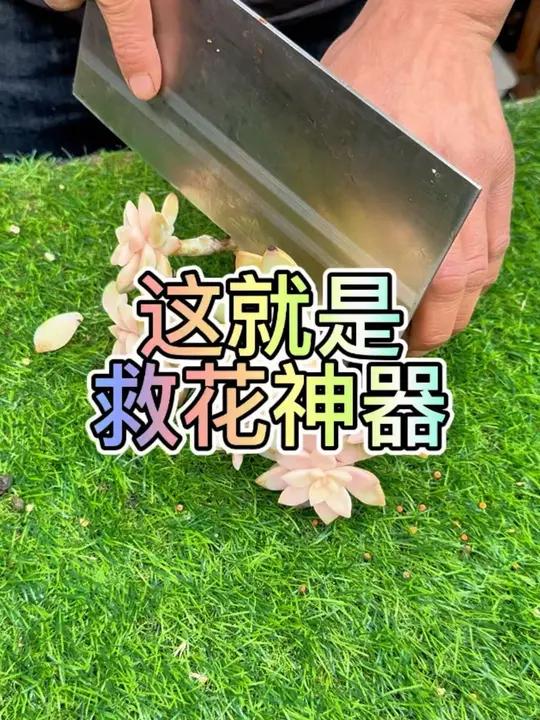 多肉生病 这就是救花神器,如果你的多肉出现这种黑色斑点,枝干腐烂,叶片透明化水,还有这种常