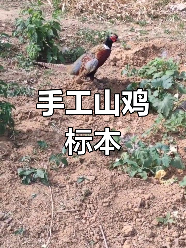 山鸡标本制作技巧