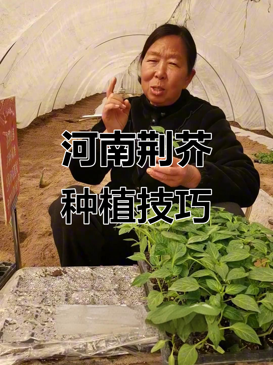 河南荆芥种植时机揭秘,如何选择合适的露地或棚内环境