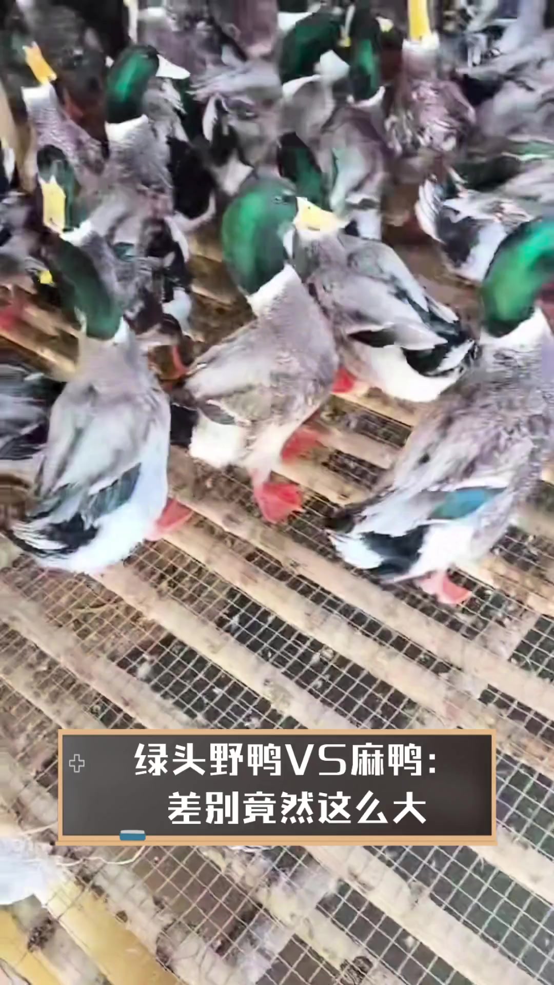 绿头野鸭VS麻鸭:差别竟然这么大