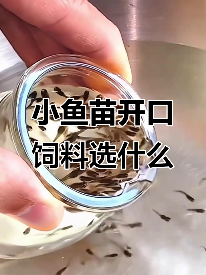 刚出生的小鱼苗吃什么饲料最合适？丰年虾卵尖嘴设计推荐