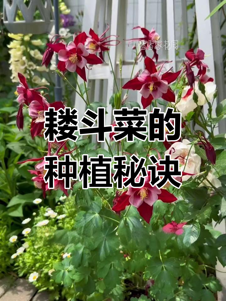 耧斗菜耐寒又喜阳,种在林下或阴凉处,明年花繁叶茂