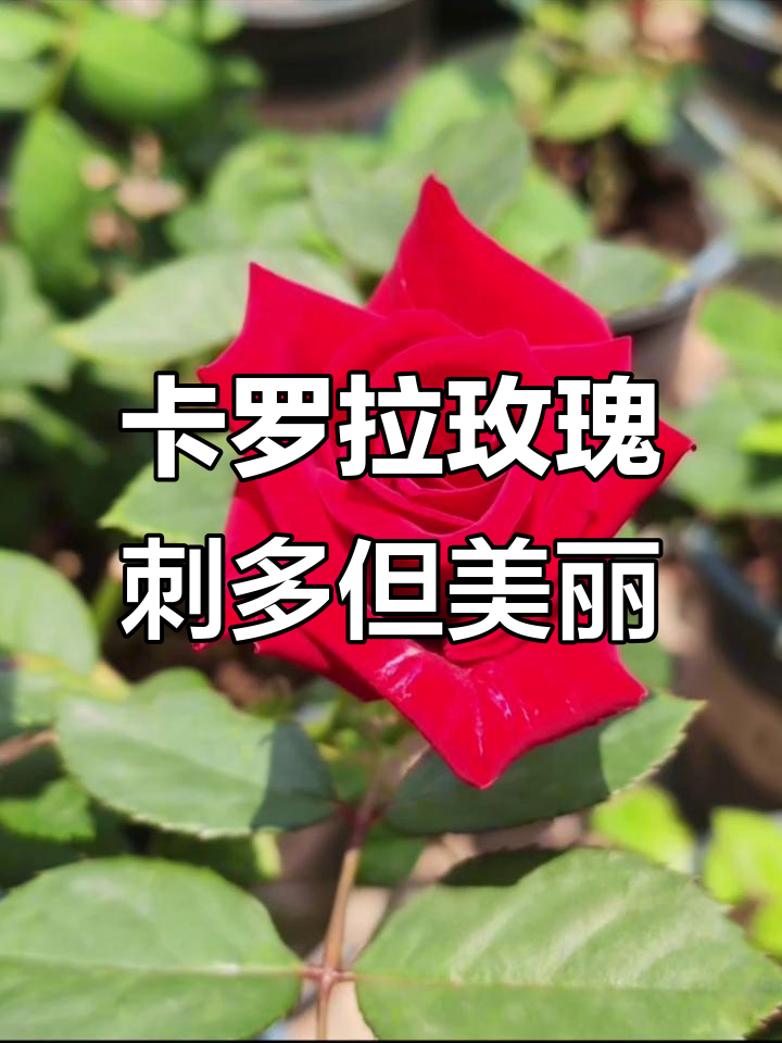 七夕情人节必备玫瑰花,卡罗拉月季的魅力与挑战