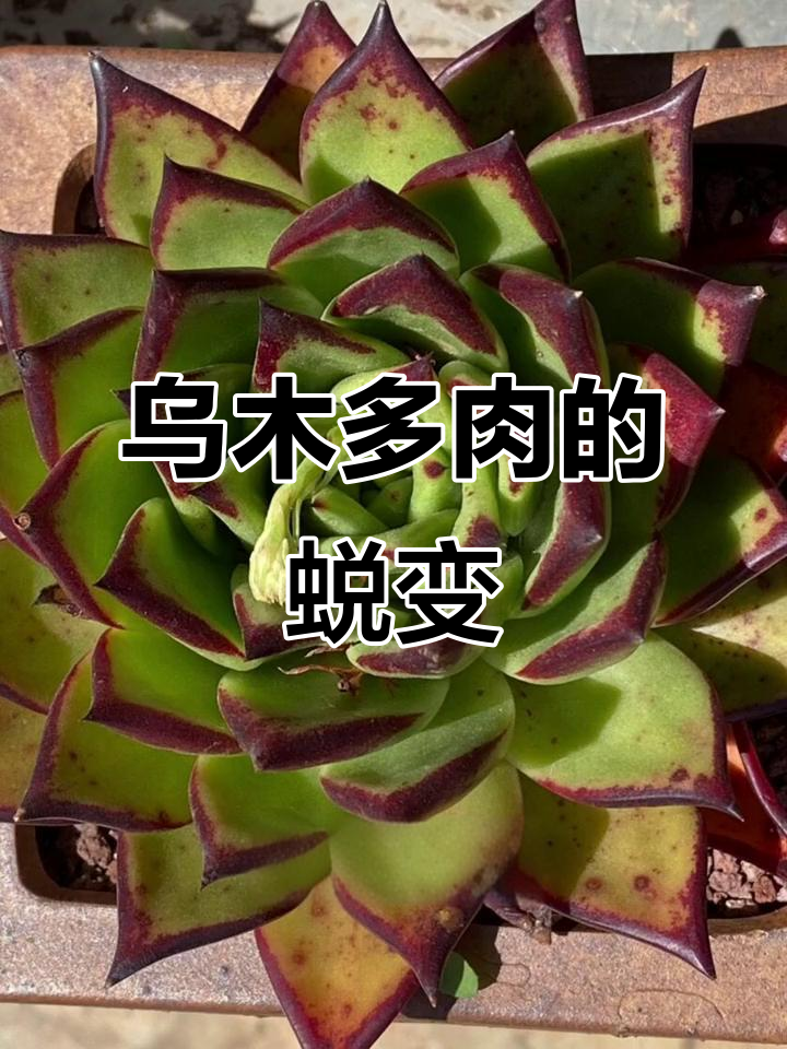 多肉乌木的成长之路,每一次养护都带来惊喜