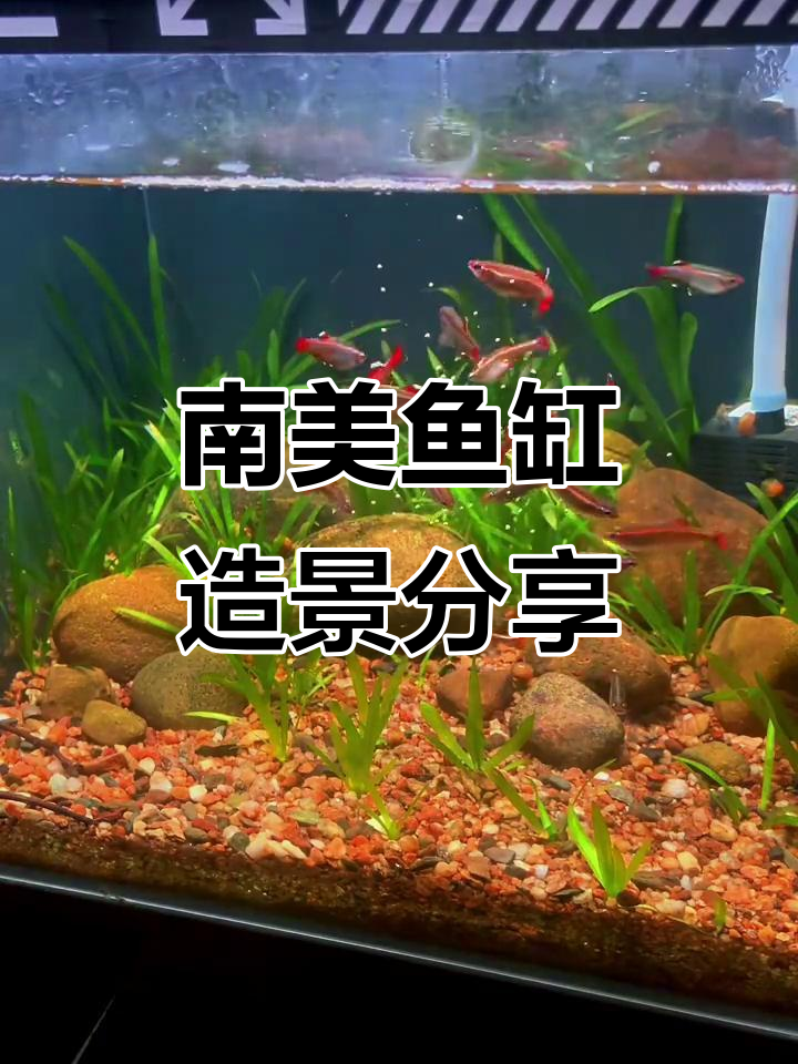 鱼缸造景大揭秘,南美风格让你爱不释手