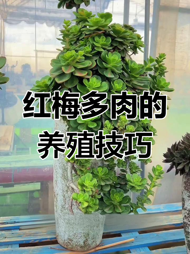 红梅多肉养护全攻略:光照、温度、浇水一网打尽