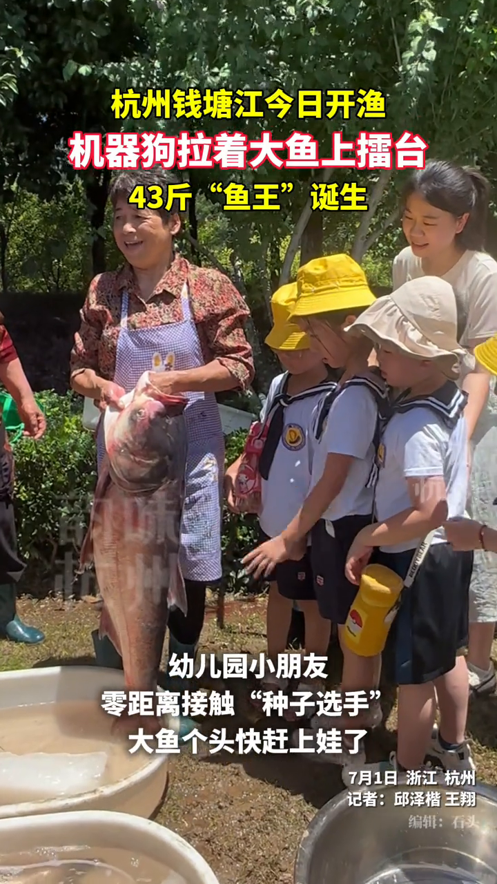 钱塘江今日开渔 机器狗拉着大鱼上擂台,43斤,“鱼王”诞生