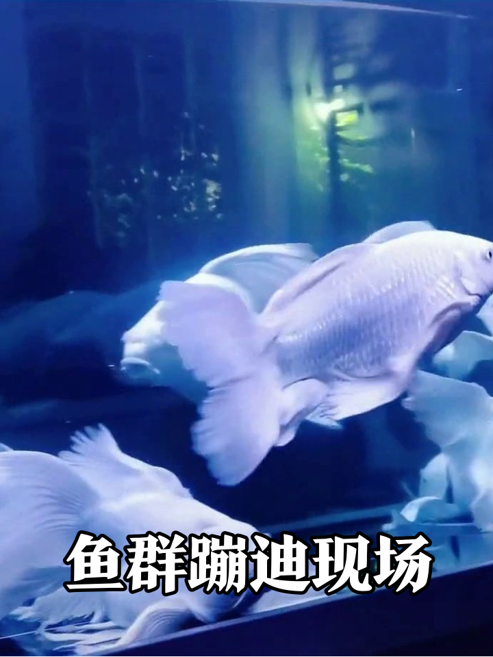 鱼缸白色派对现场,黑煤球鱼乱入当气氛组