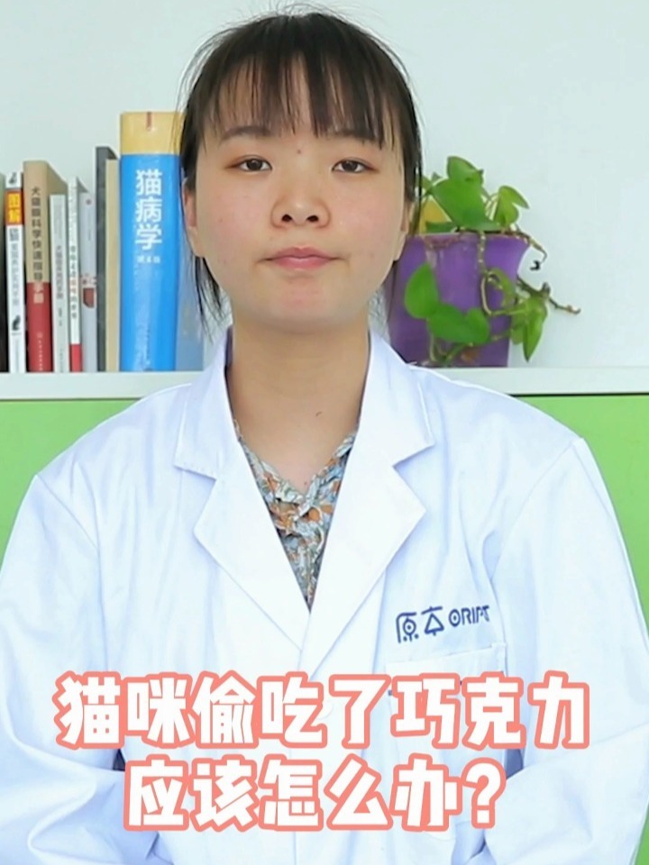 猫咪吃了巧克力,请立即做这三件事