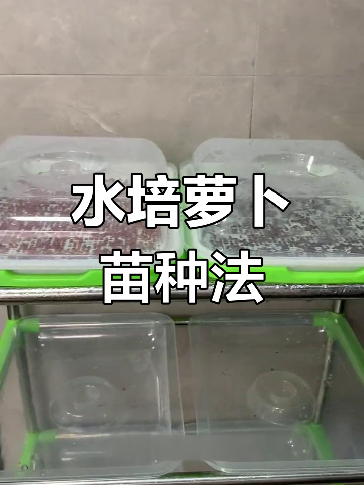 过年解腻蔬菜种植全攻略,轻松学会水培芽苗菜