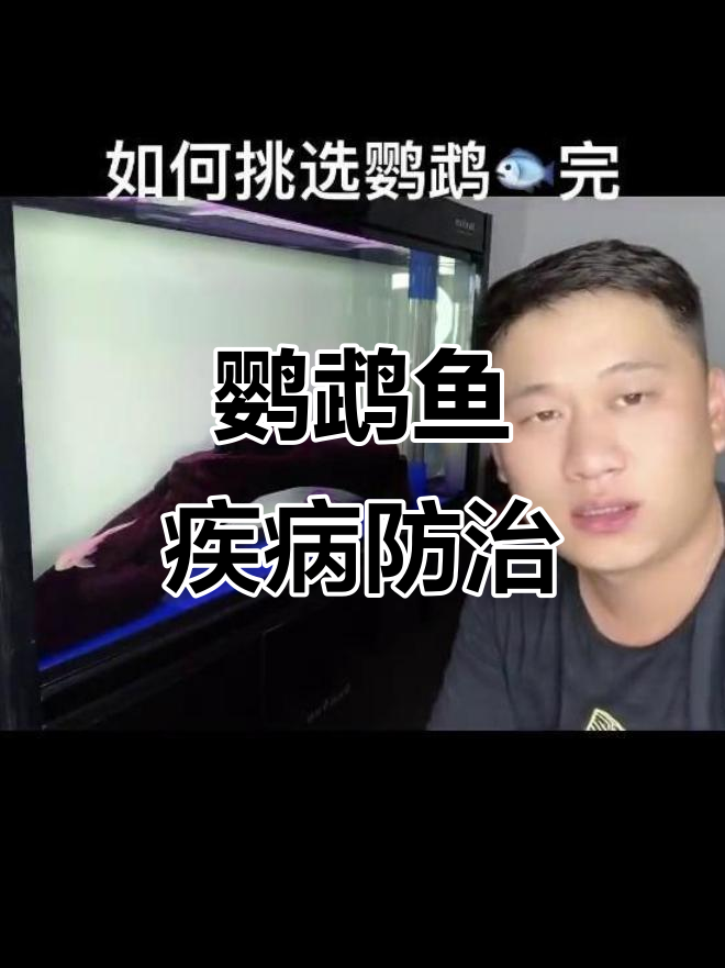鹦鹉鱼常见疾病治疗与预防技巧