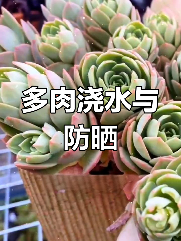 绿蔷薇多肉养护技巧