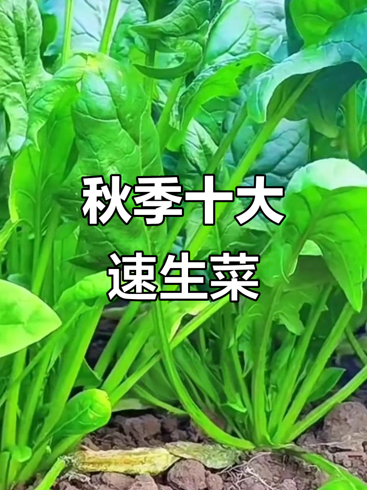 中秋前后必种蔬菜,十种美味等你来尝