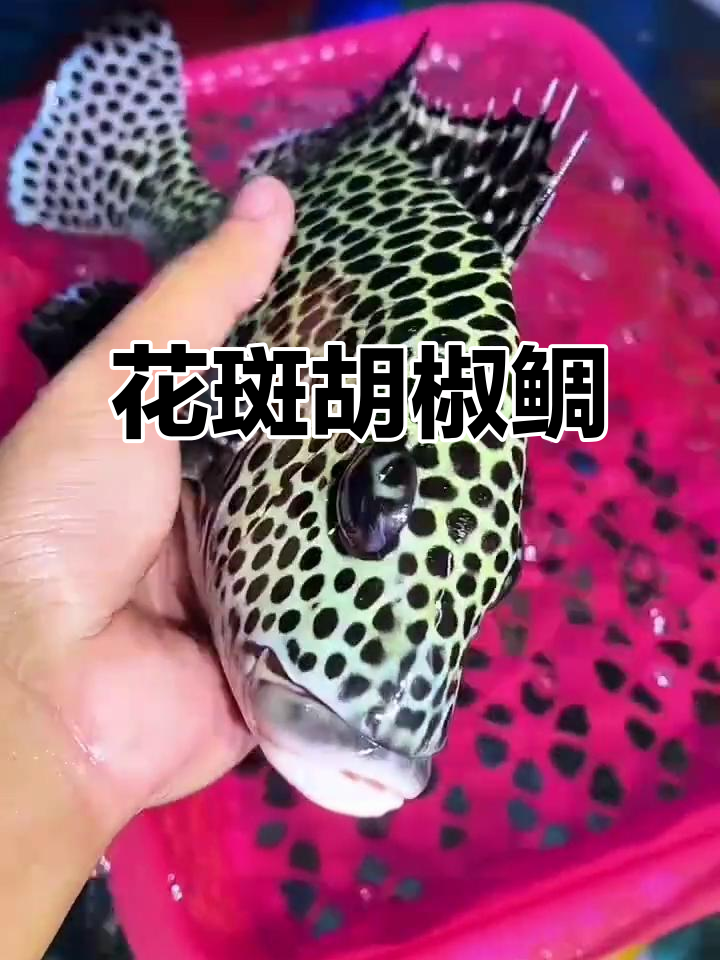胡椒鲷鱼：南海最帅雕刻海鱼，肉质鲜嫩无比
