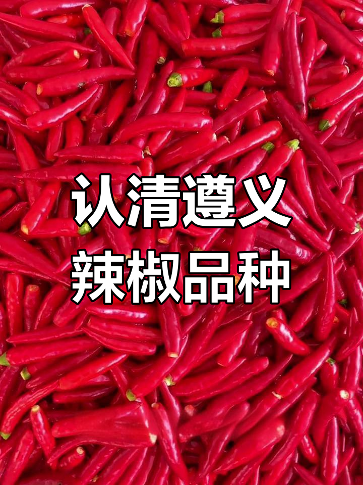 贵州遵义虾子辣椒大揭秘,三种常见品种辣度全解析
