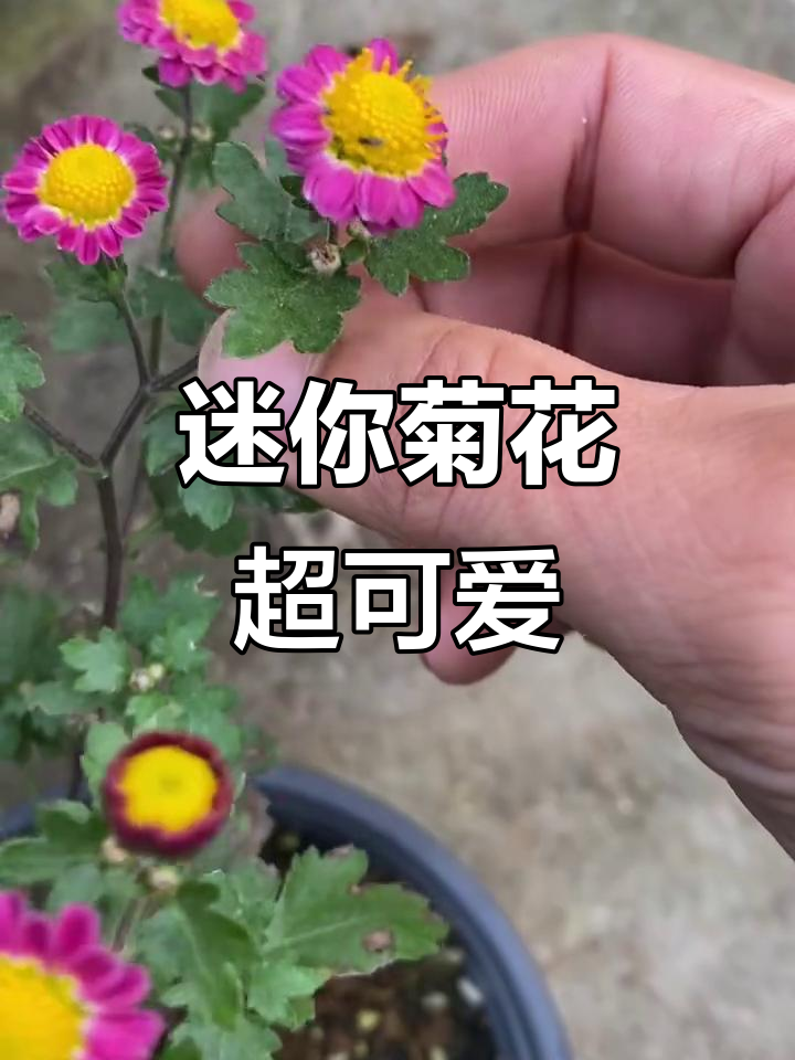 小巧精致的木本菊,适合做盆景
