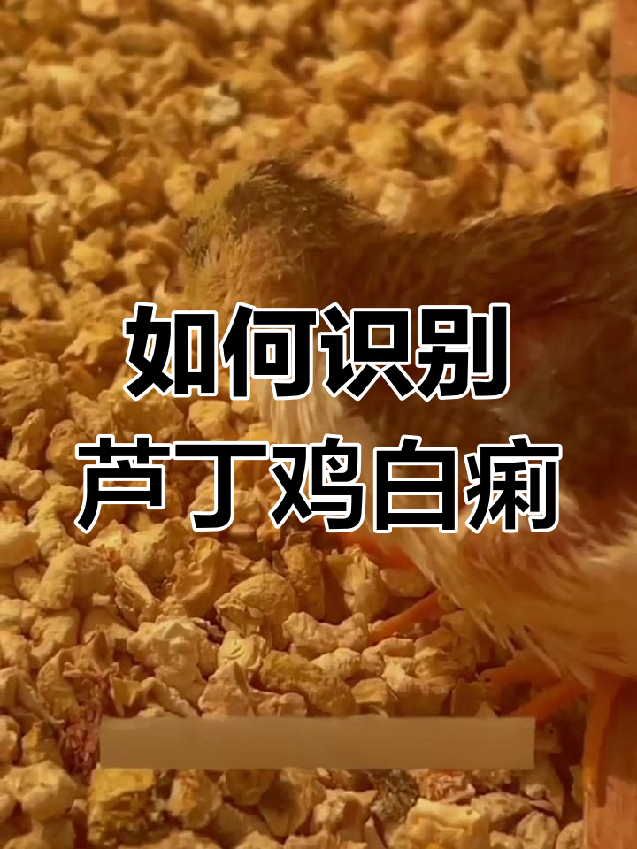芦丁鸡沙门氏菌病:如何判断与应对