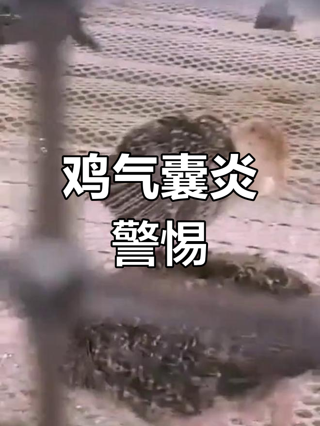 鸡气囊炎,呼吸困难、渗出物明显,及时治疗很重要!