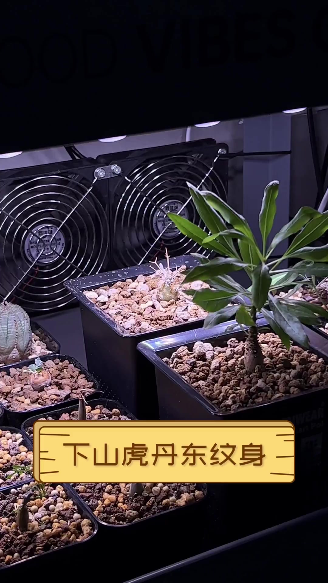 下山虎丹东纹身